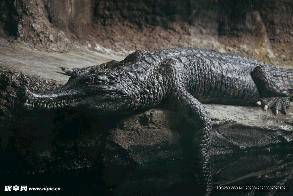 岸边休憩的鳄鱼