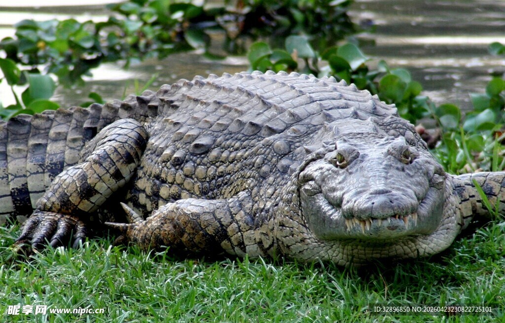 草地上趴着的大鳄鱼