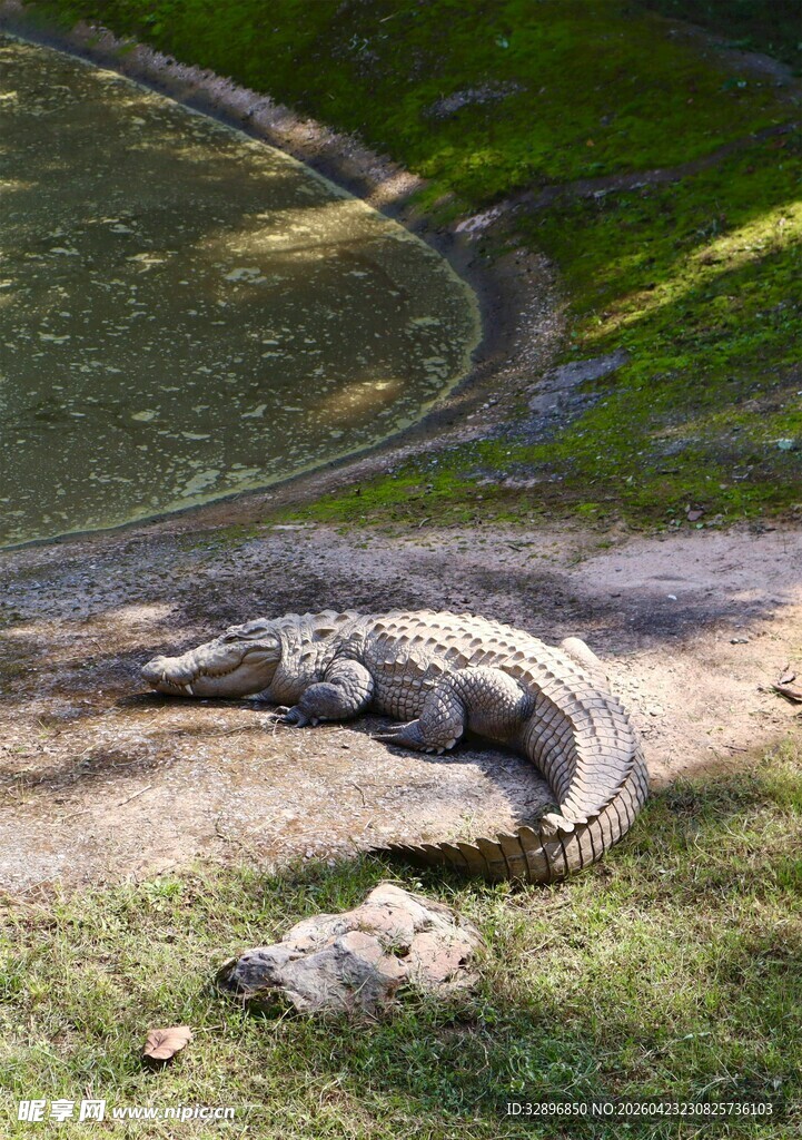 草地上休憩的鳄鱼