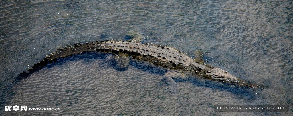 沙滩上的小鳄鱼