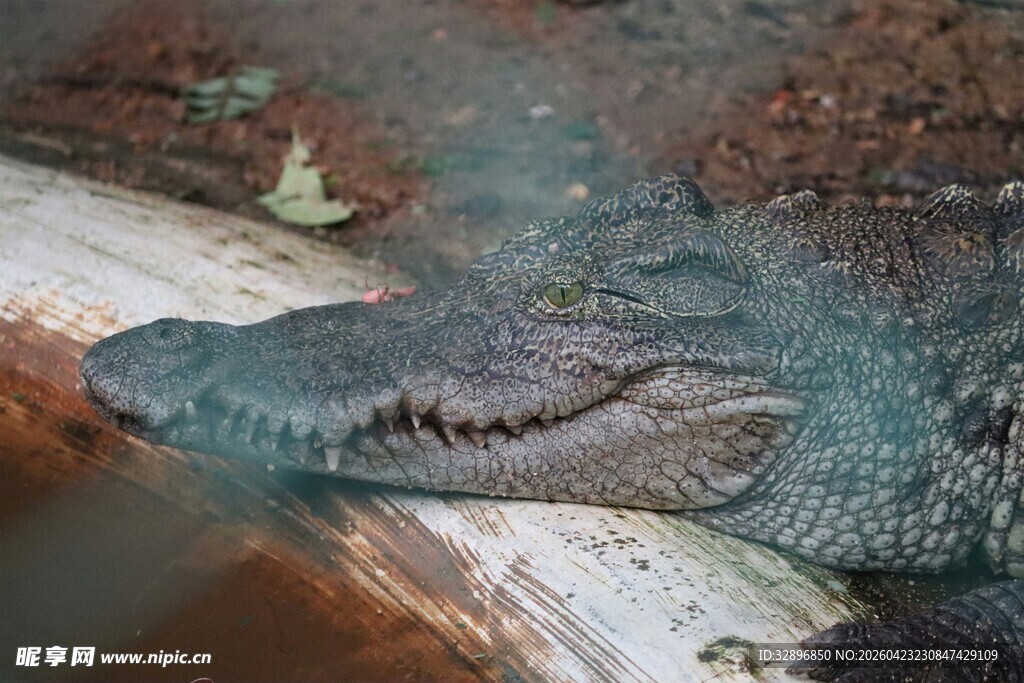 水中鳄鱼靠在木头上