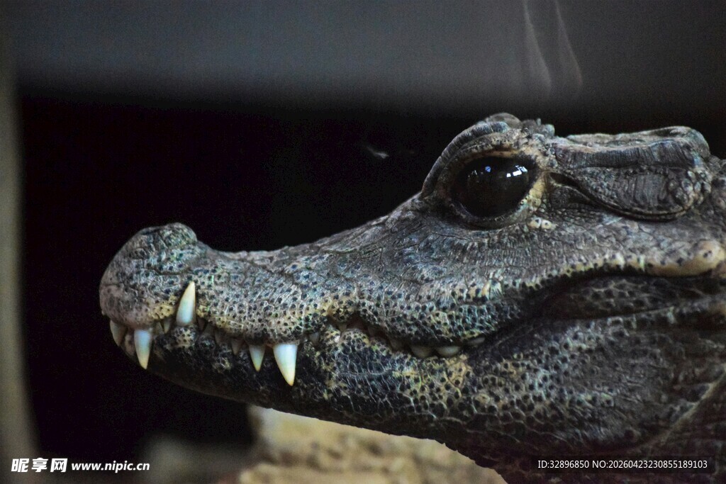 鳄鱼特写