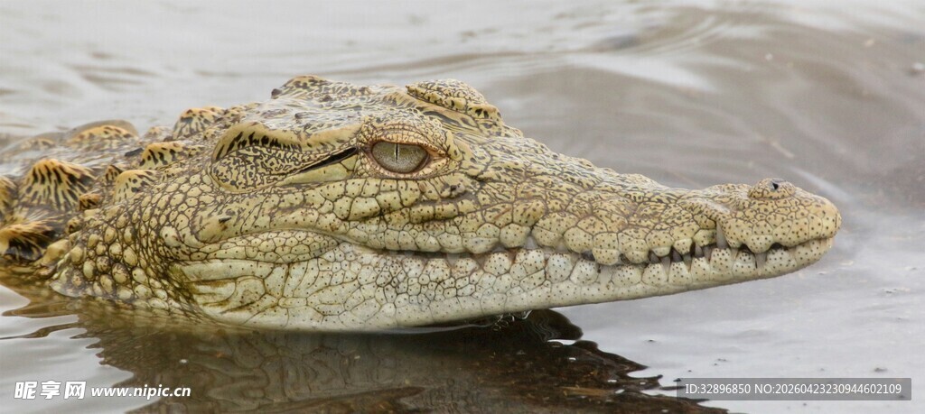 水中的鳄鱼头部特写