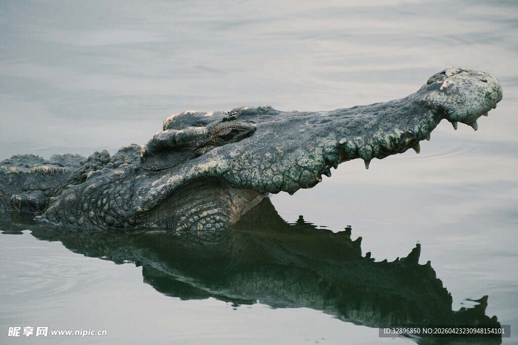 水中鳄鱼张嘴露锋利牙齿