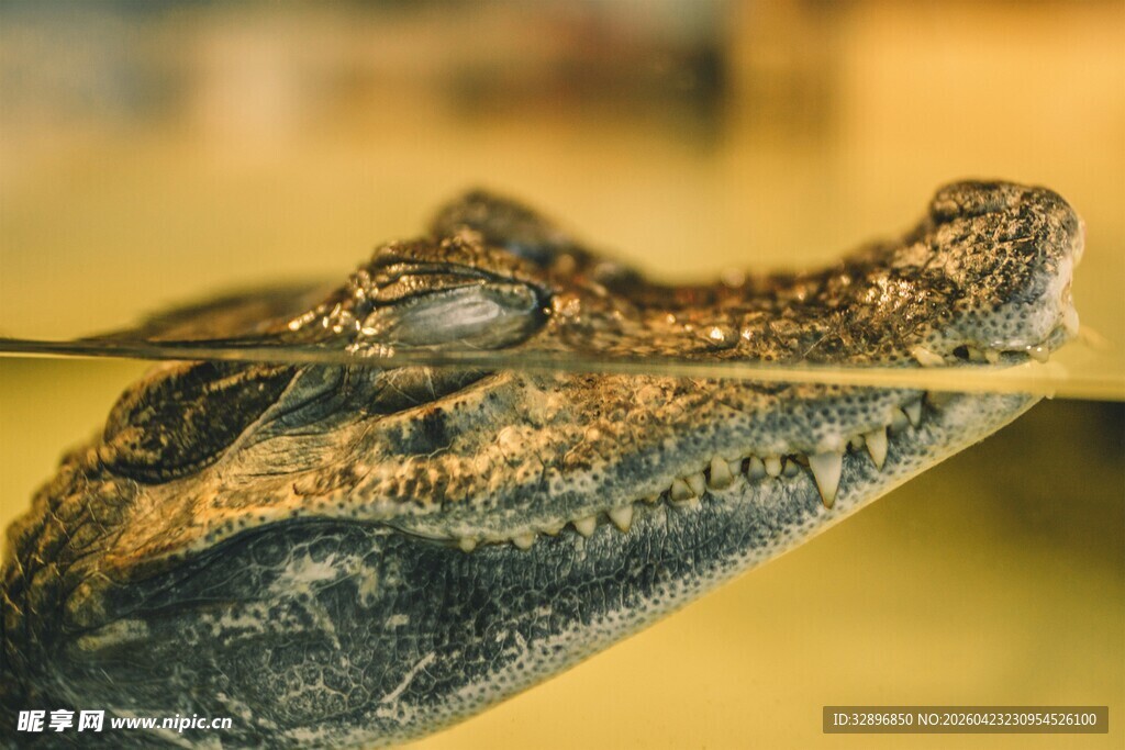 水中的鳄鱼头部特写