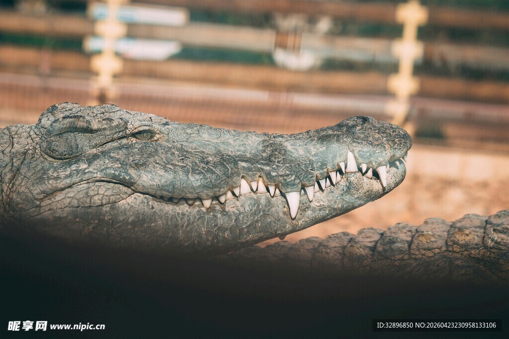 鳄鱼特写