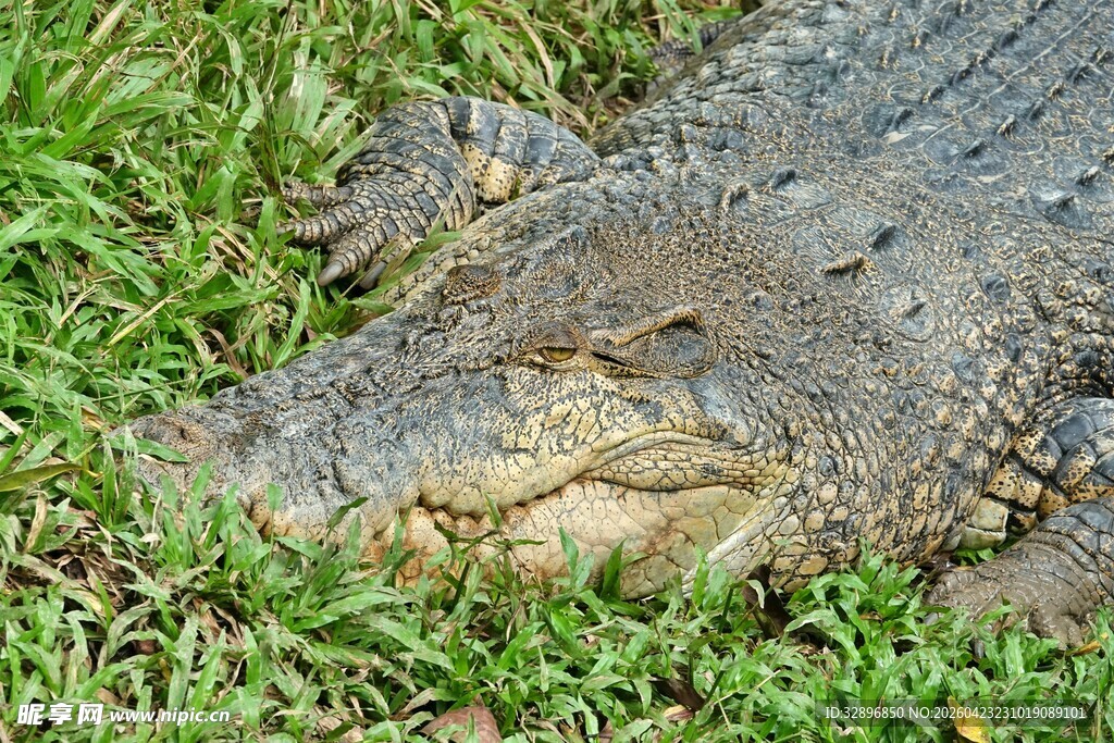 草地上的鳄鱼头部特写