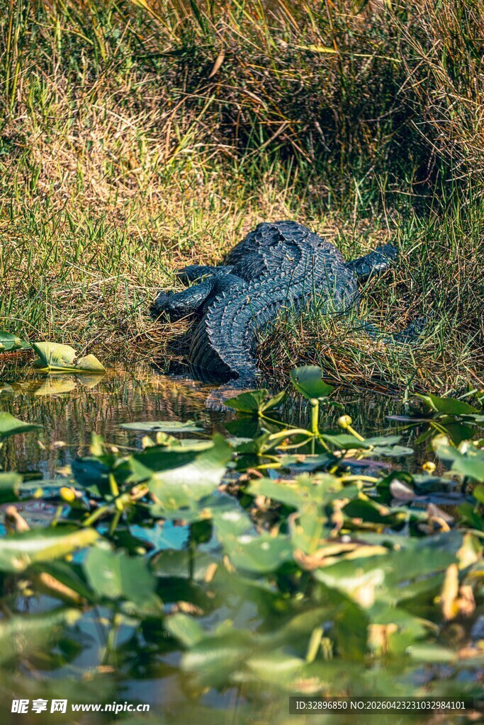 池塘边的鳄鱼与水生植物