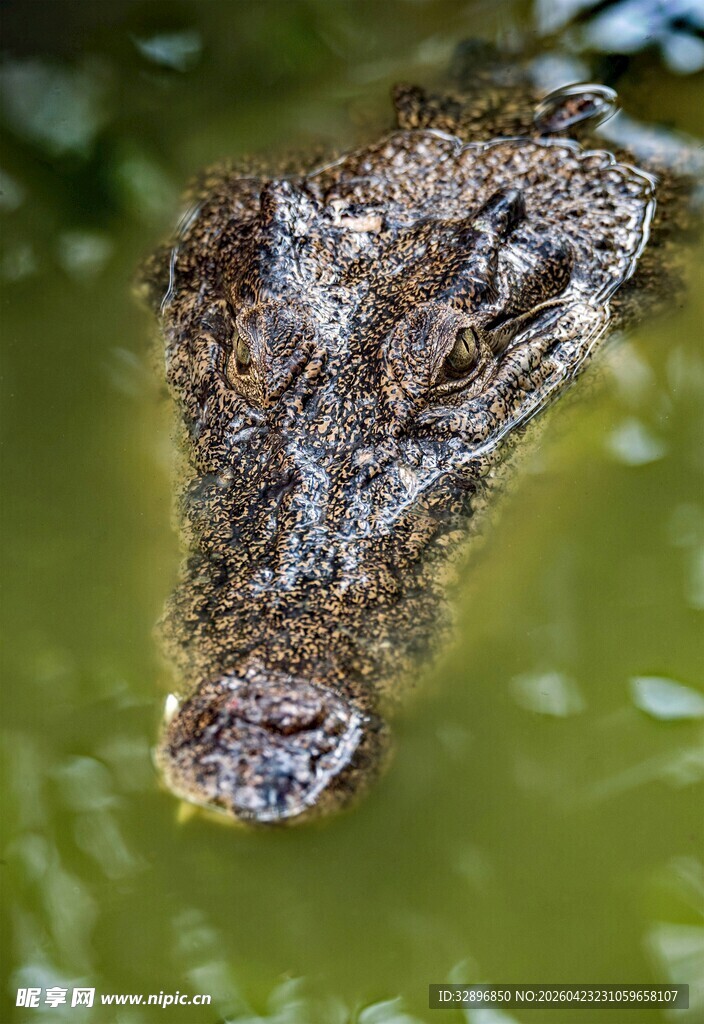 水中鳄鱼头部特写