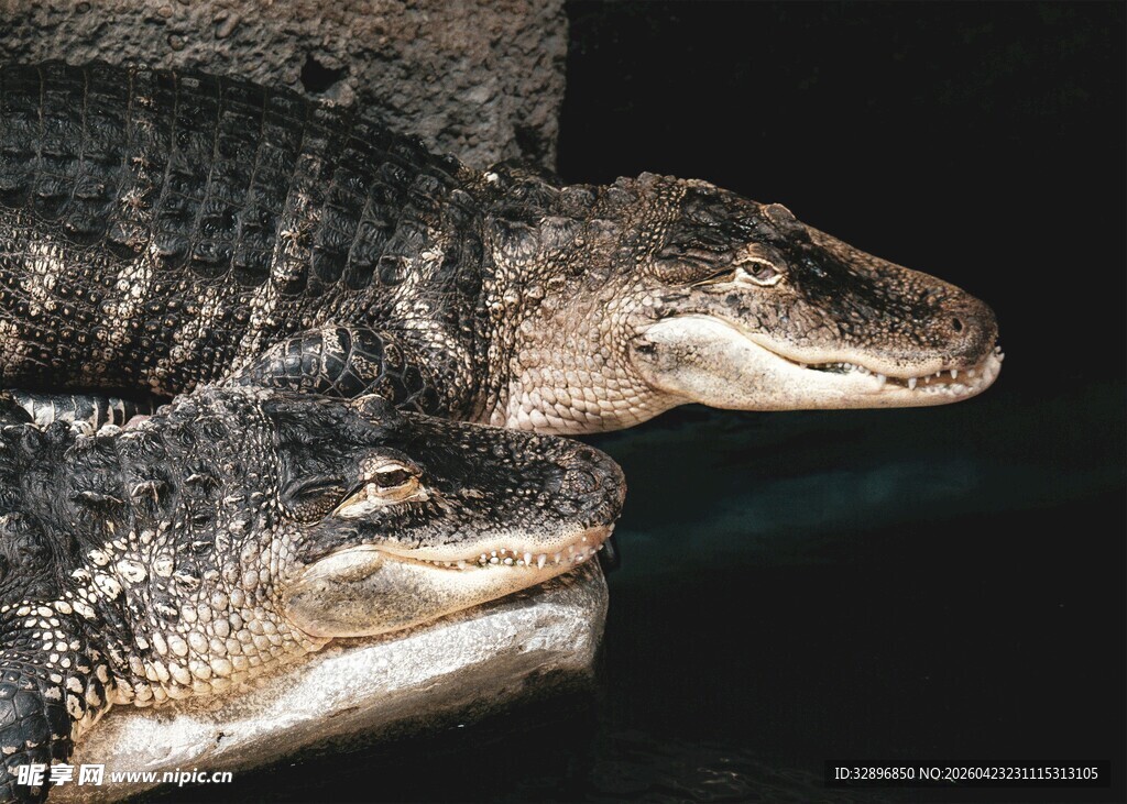 两只鳄鱼的特写画面