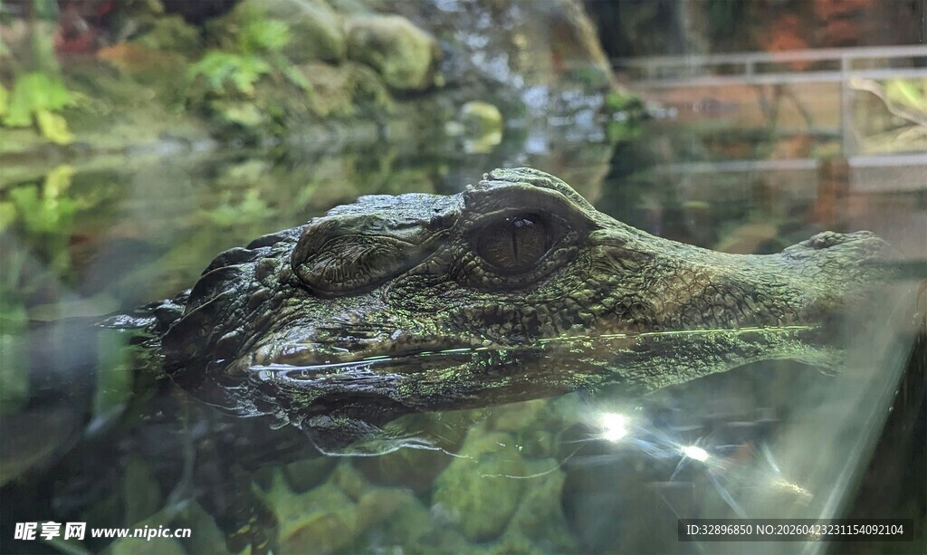 水族箱中的自然景观