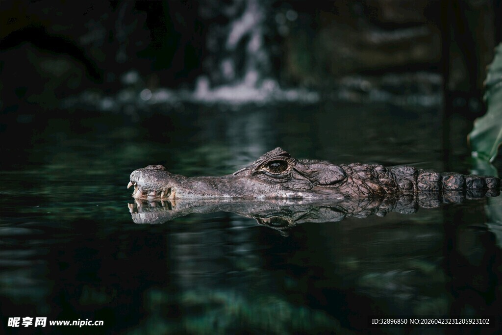 水中鳄鱼静谧的捕食者