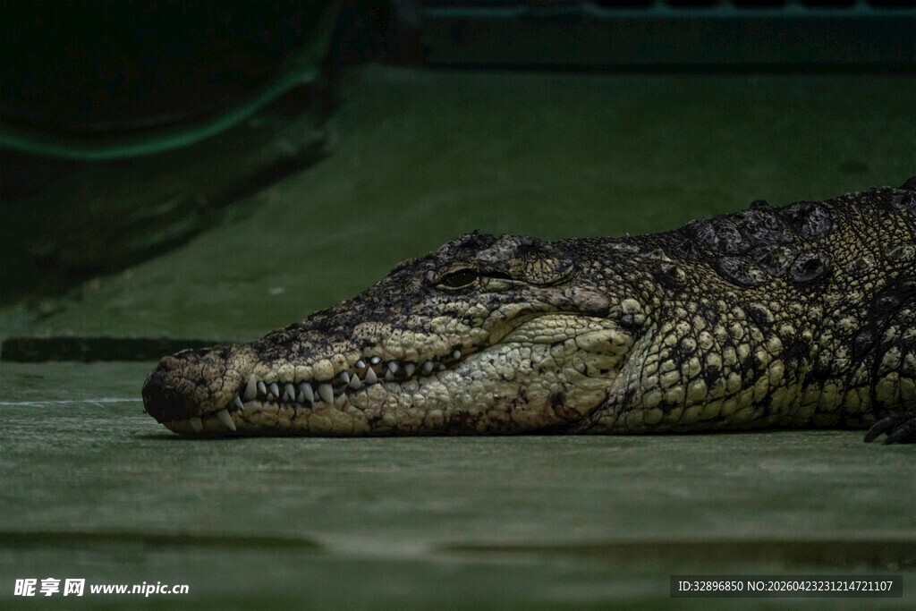 趴着的鳄鱼