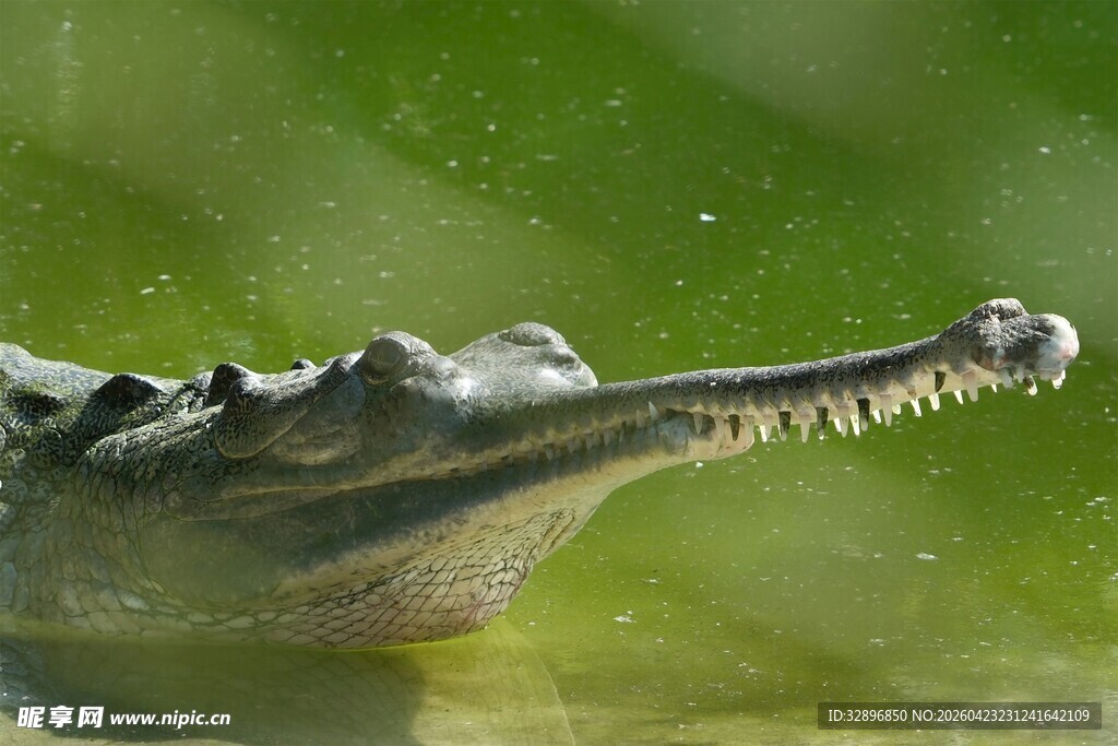 长吻鳄鱼水中特写