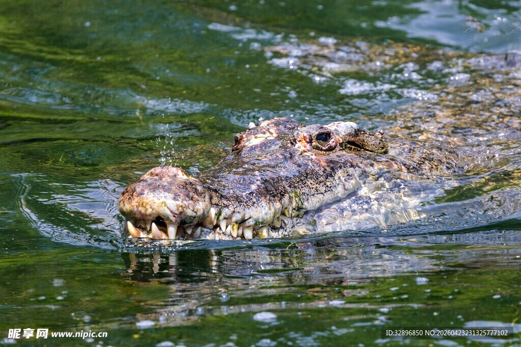 水中鳄鱼露出锋利牙齿