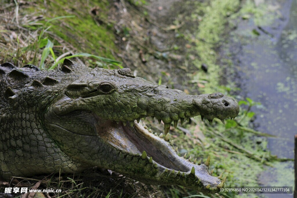 张嘴的鳄鱼于湿地环境