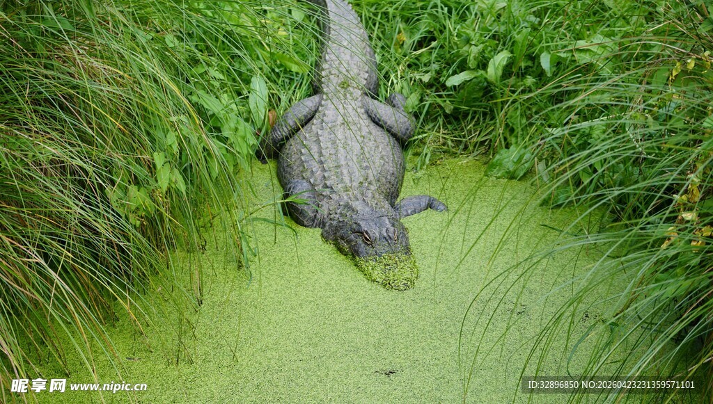 鳄鱼静卧于绿色水域中
