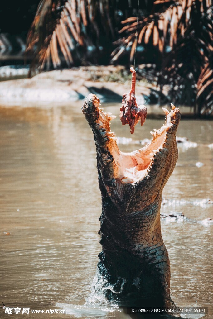 鳄鱼跃起捕食飞鸟瞬间