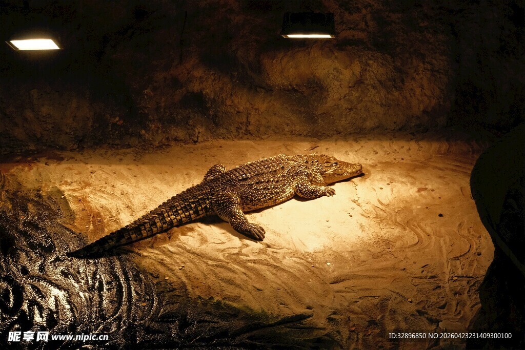 展示柜中的鳄鱼标本