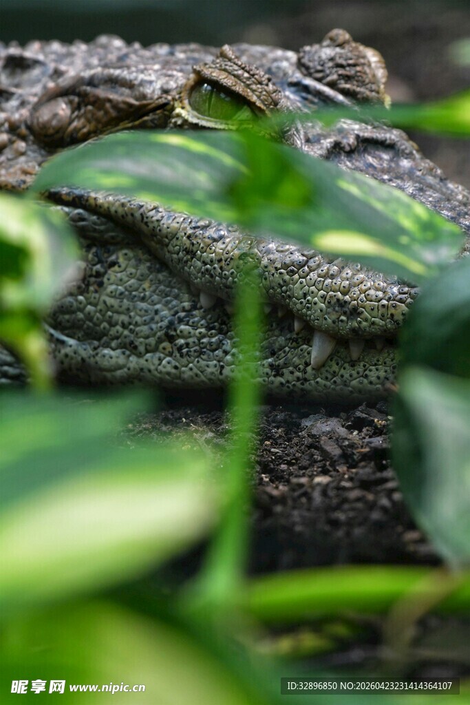 隐匿于绿植中的鳄鱼
