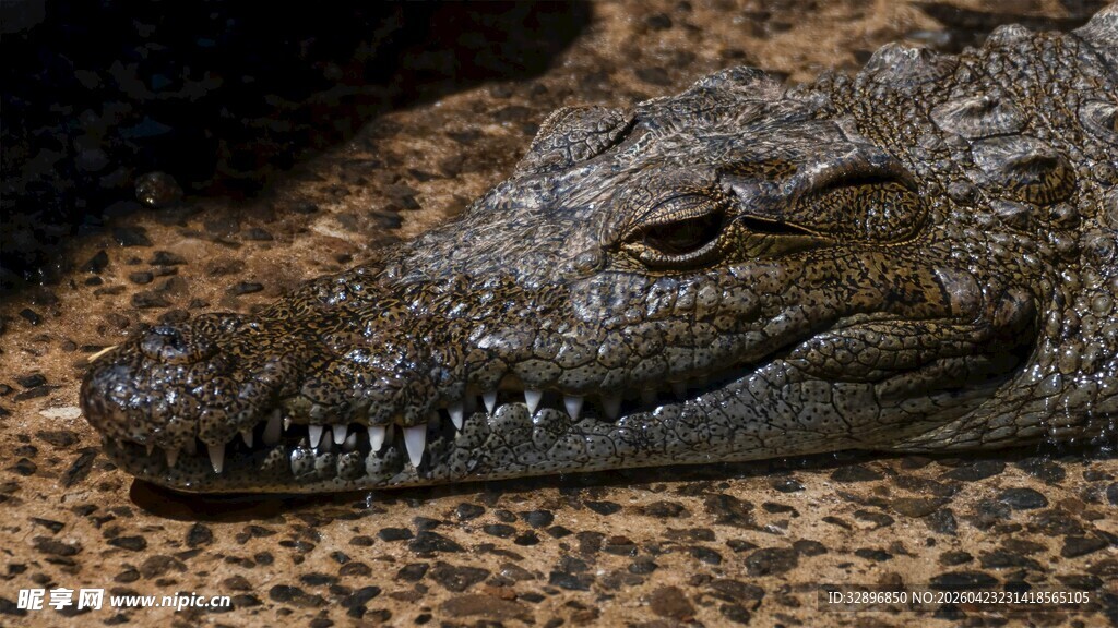鳄鱼特写尽显凶猛本色