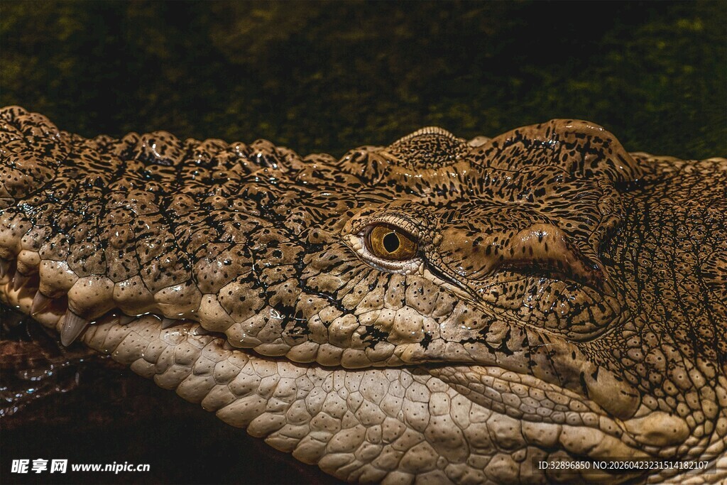 鳄鱼特写