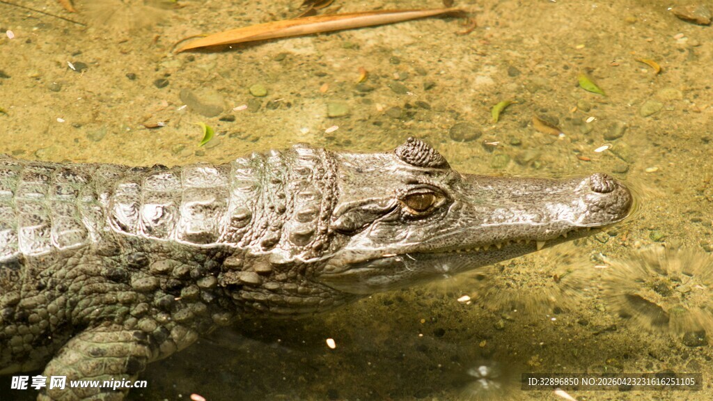 水中的小鳄鱼