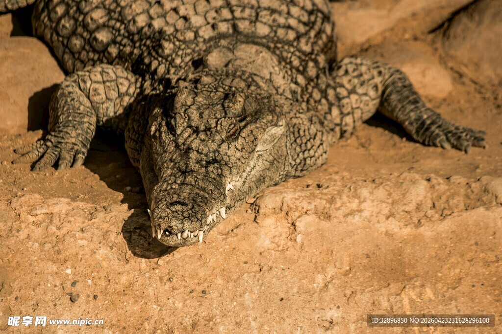 趴着的鳄鱼