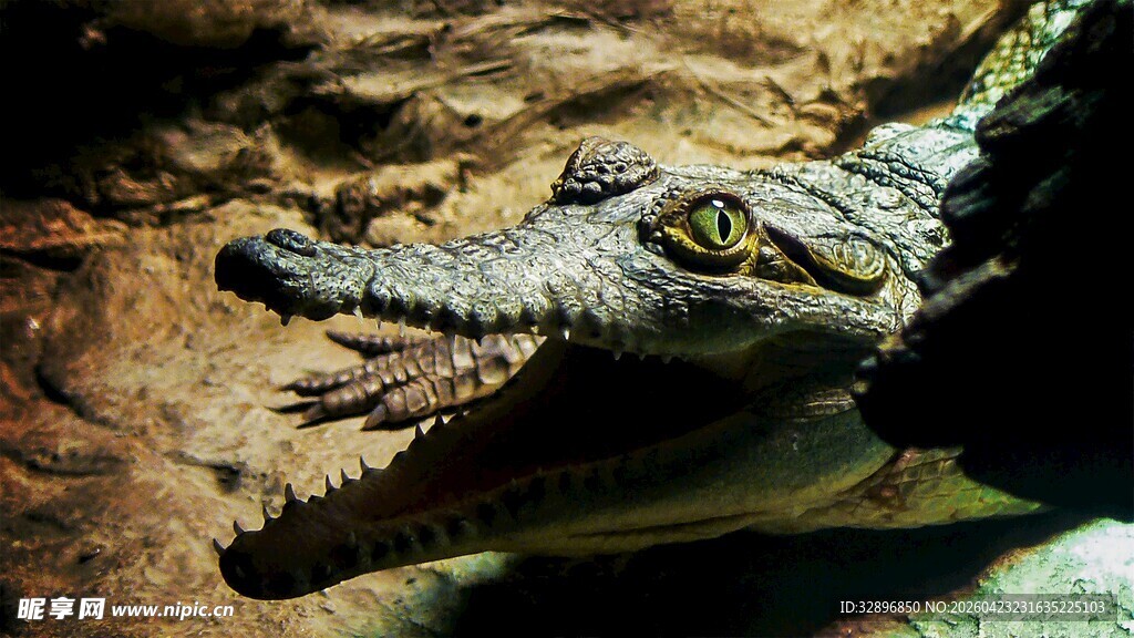 张嘴的鳄鱼特写