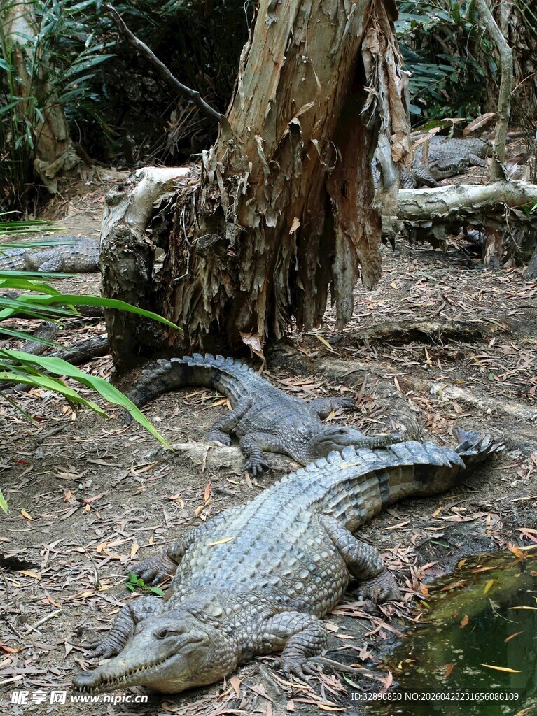 丛林中休憩的鳄鱼