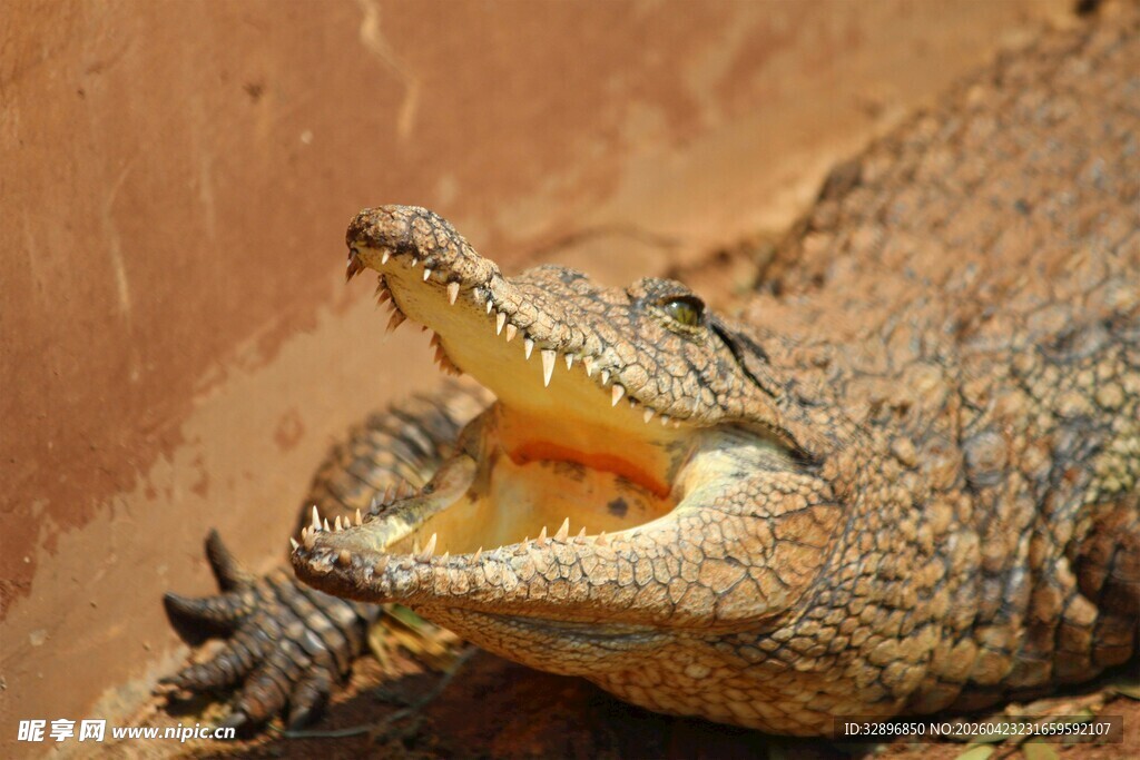 张嘴露齿的凶猛鳄鱼