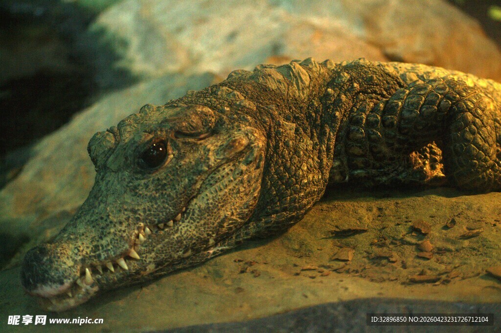 趴着的鳄鱼