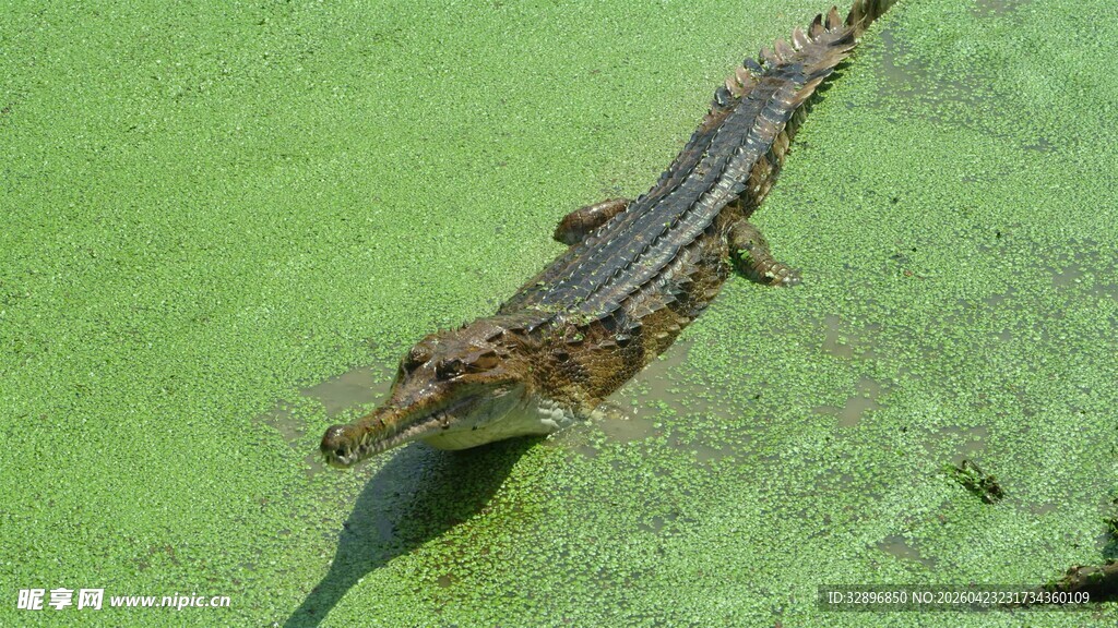 水中鳄鱼