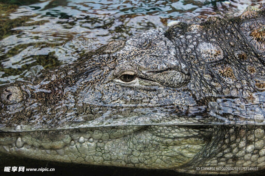 鳄鱼粗糙皮肤特写