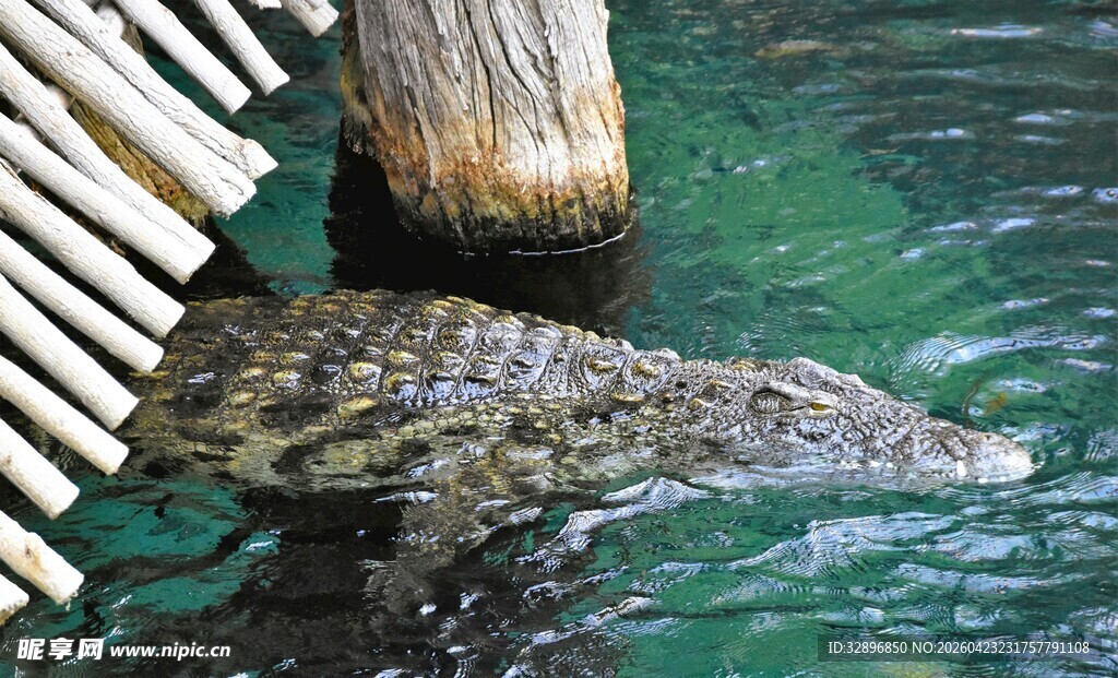 水中鳄鱼靠近木质结构