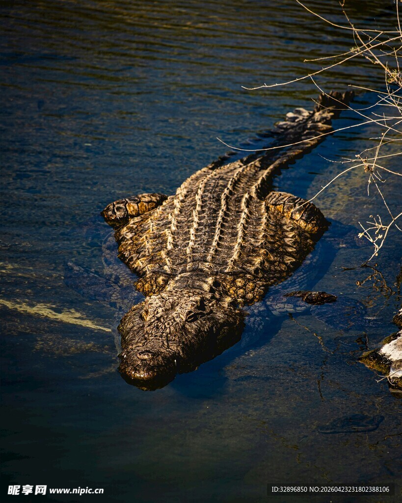 水中鳄鱼展示斑纹