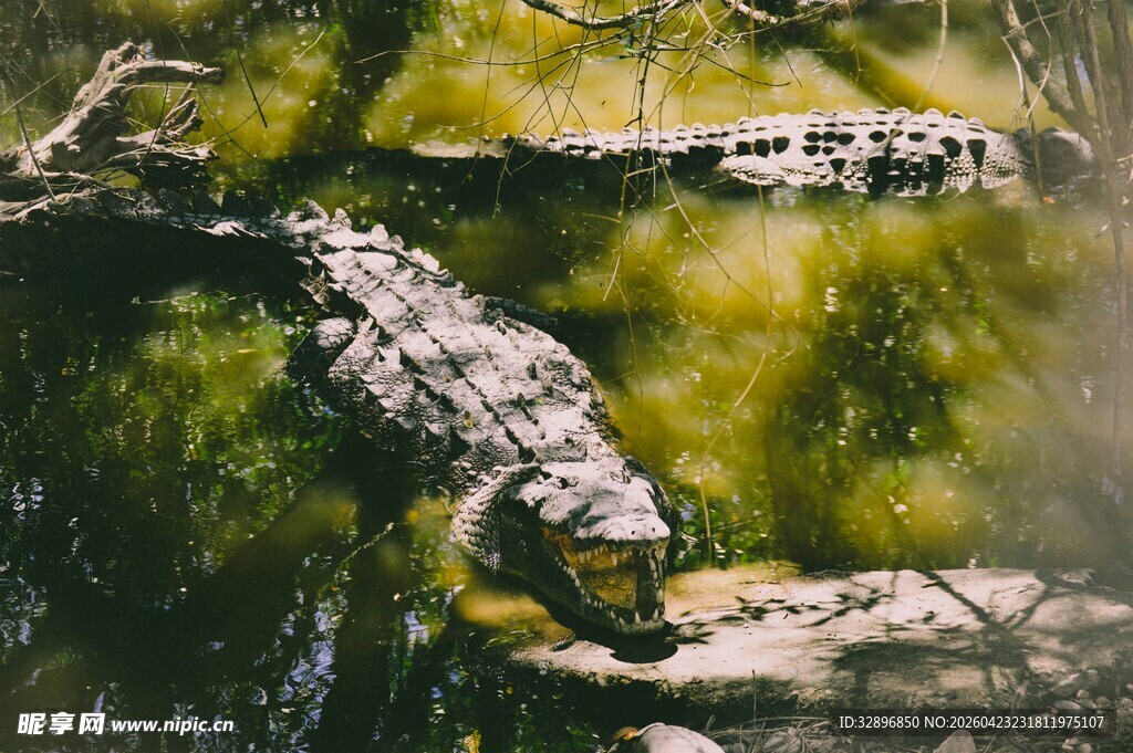 水中休憩的鳄鱼