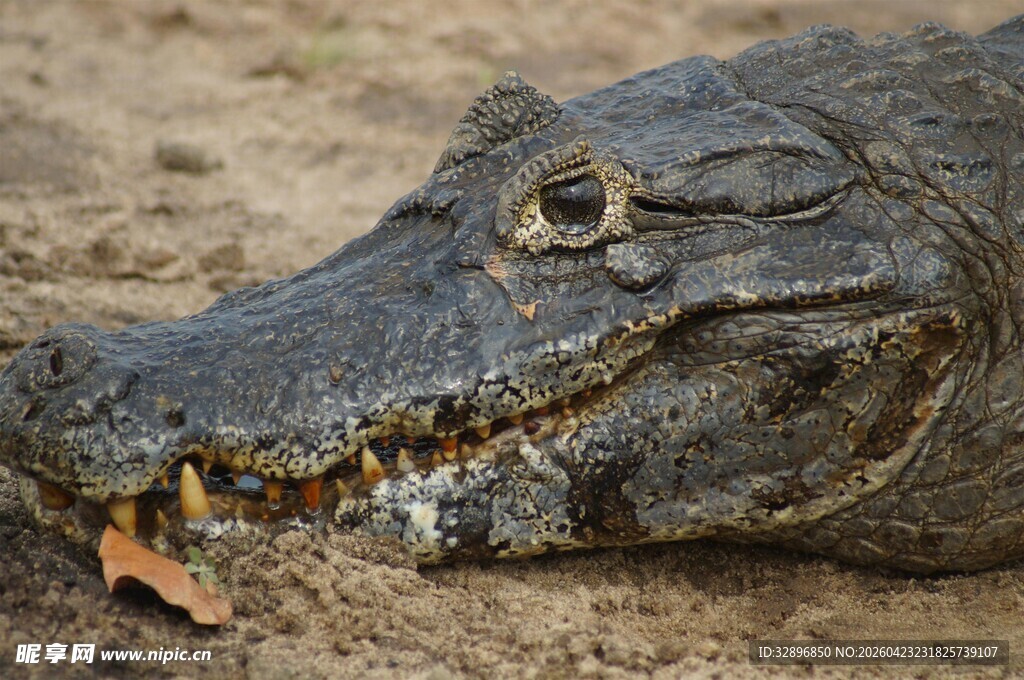 鳄鱼张嘴露齿趴于地面