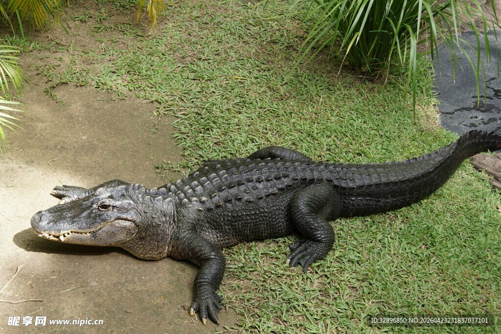 草地上的大鳄鱼
