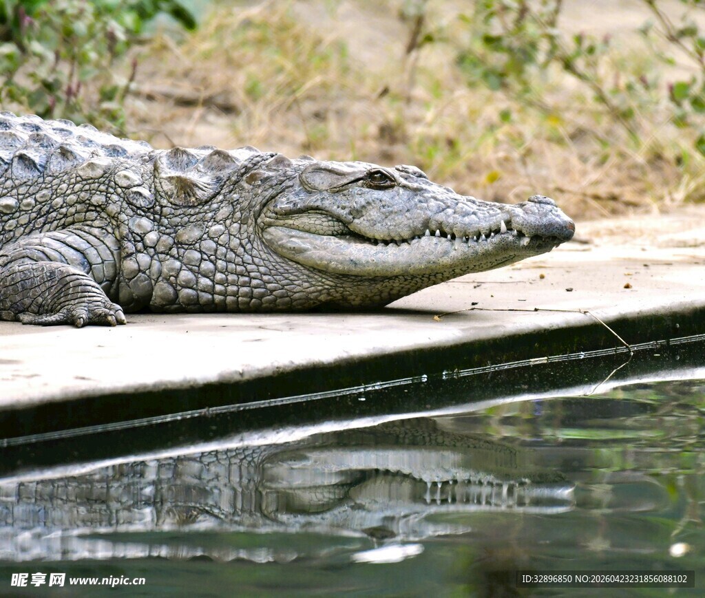 岸边休憩的鳄鱼
