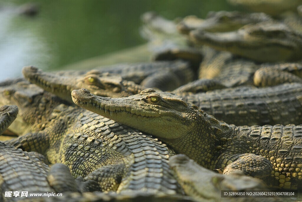 一群鳄鱼聚集在一起
