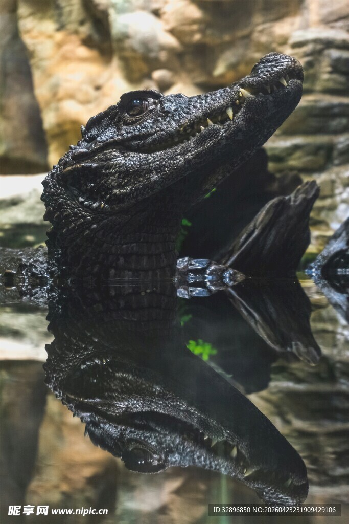 水中黑鳄鱼及其倒影