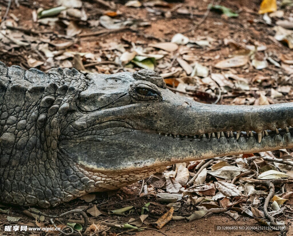 长吻鳄鱼特写