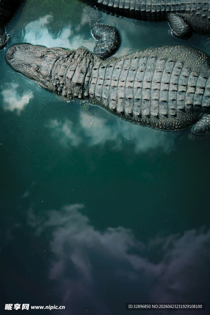 水中鳄鱼