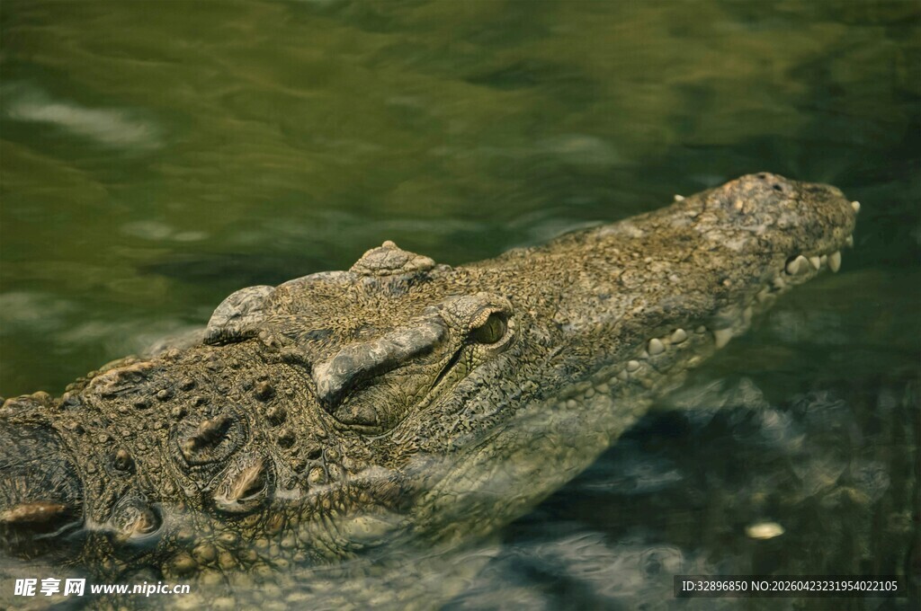 水中的鳄鱼头部特写