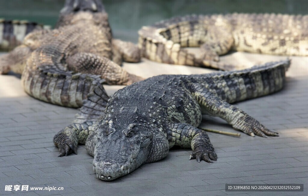 晒太阳的鳄鱼
