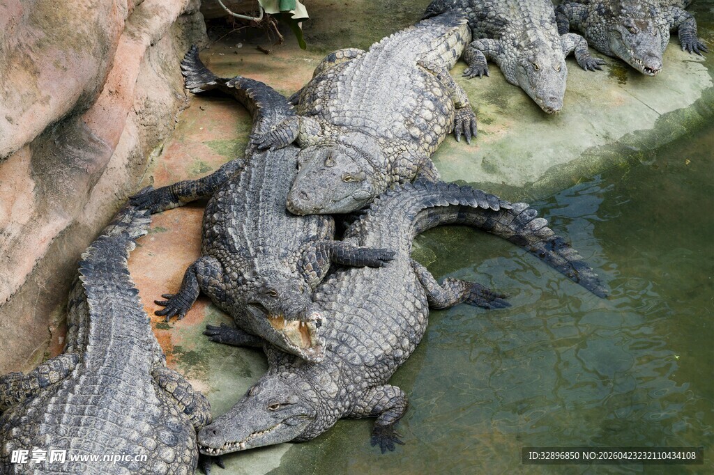 岸边聚集的一群鳄鱼