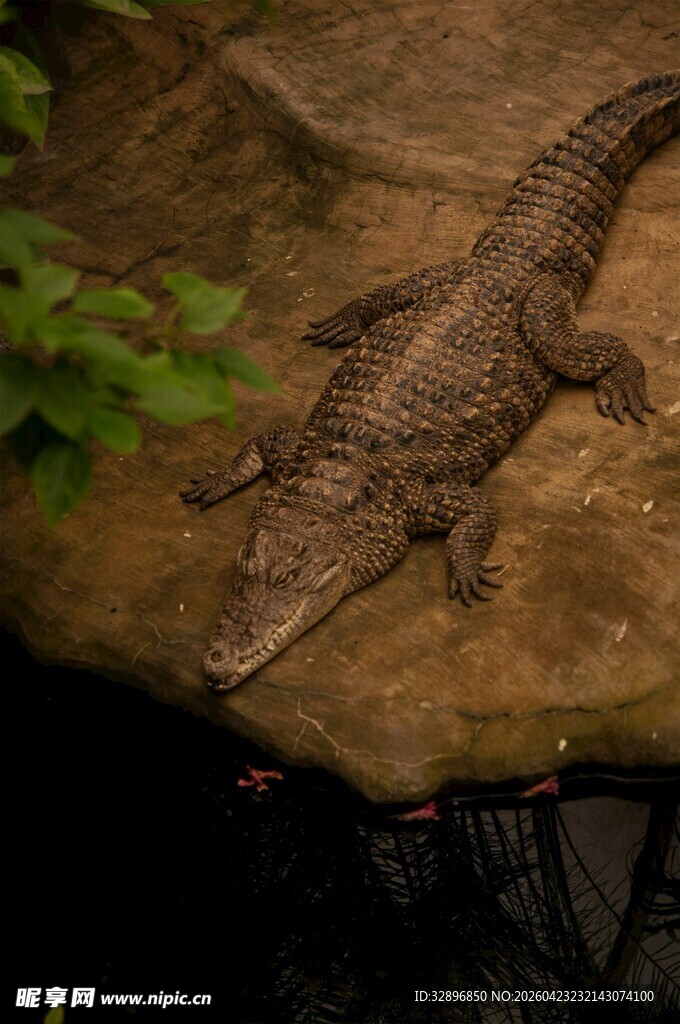 岩石上的鳄鱼