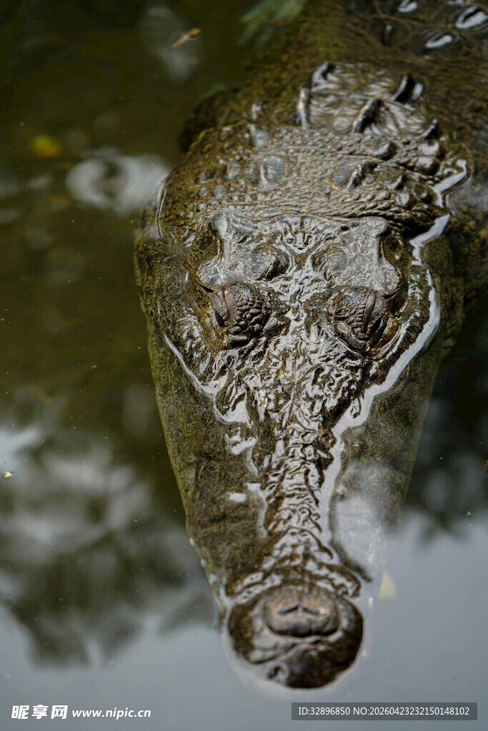 水中鳄鱼特写