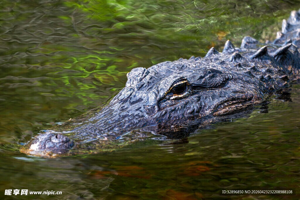 水中的鳄鱼头部特写